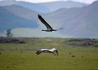 Vogels